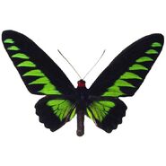 39 Rajah Brooke's Birdwing