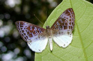 122 Huebner's Metalmark