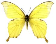 162 Noble Swallowtail