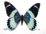 330 Laglaize's Swallowtail