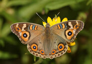 82 Meadow Argus