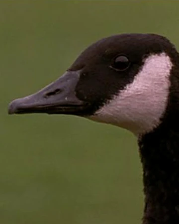 Igor Fly Away Home Wiki Fandom