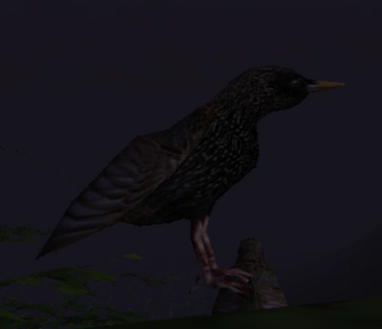 Starling at night