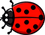 New Ladybug