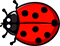 New Ladybug