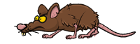 Giant Rat