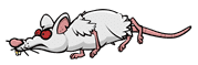 Evil Rat-7.png (3 KB) The seventh stage of the Evil Rat walking.