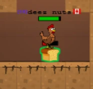 A Hen eating a Bread