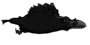 Raven