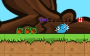 A Blue Bird about to eat 3 acorns