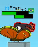 A Blackbird eating a Butterfly