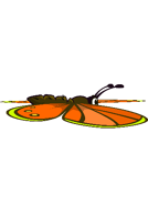 The seventh stage of the Butterfly's flying animation.