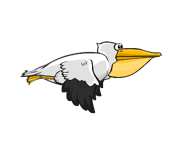The Pelican