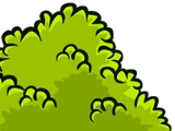Bush