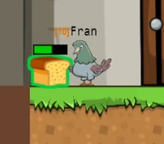 A Pigeon eating Bread