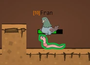 A Pigeon eating a Worm