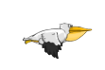 Pelican