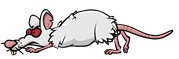 Evil Rat-4.png (3 KB) The fourth stage of the Evil Rat walking.