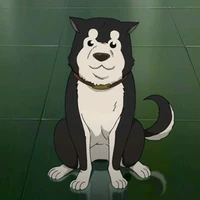 Black Hayate Fullmetal Alchemist Wiki Fandom Search, discover and share your favorite husky pup gifs. black hayate fullmetal alchemist wiki