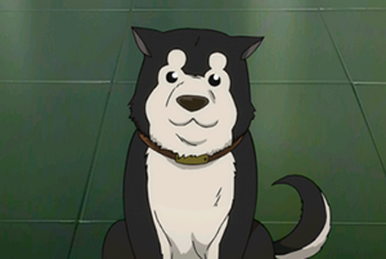 Fullmetal alchemist brotherhood episode 31 top