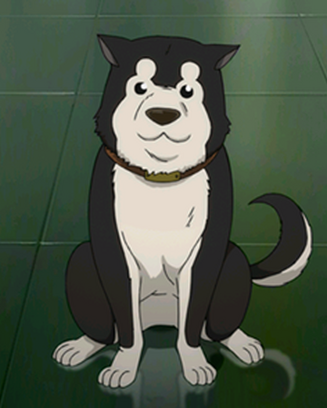 Black Hayate Fullmetal Alchemist Wiki Fandom Watch english dubbed at animekisa. black hayate fullmetal alchemist wiki