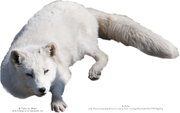 Arctic fox png by austriaangloalliance-d5ixgqb