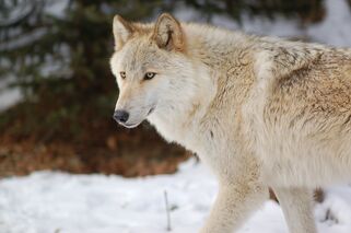 Arctic-wolf