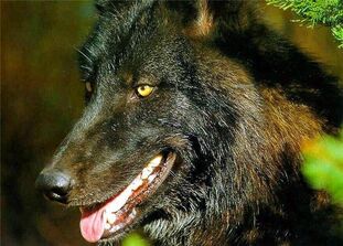 109035 tribune volf.jpg