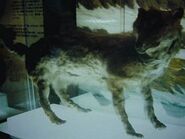 265px-エゾオオカミ剥製・開拓記念館１９８４０９１４