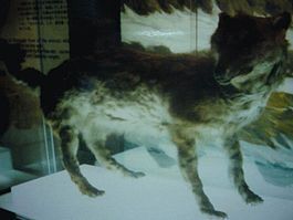 265px-エゾオオカミ剥製・開拓記念館19840914.jpg
