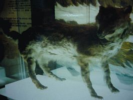 265px-エゾオオカミ剥製・開拓記念館１９８４０９１４.jpg