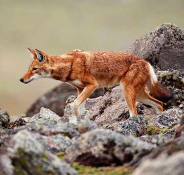 Ethiopian-jackal-5.jpg