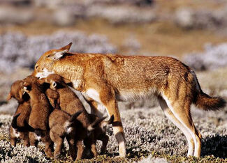 Ethiopian-jackal-3.jpg