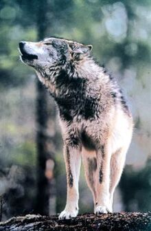 109033 tribune volf.jpg
