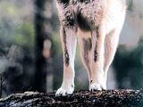 Волк Скалистых гор