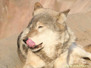109032 tribune volf.jpg