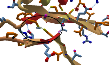 Disulfide Bridges made