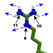 Arginine.