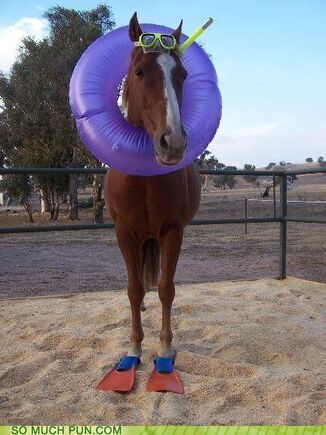 Funny-puns-sea-horse