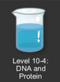 Level 10-4: DNA and Protein