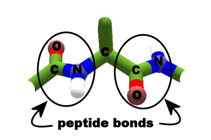 peptide bond formation animation