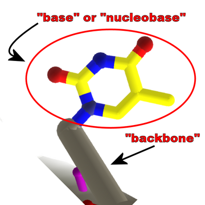 Thymine.base