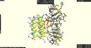 S7 silent gene 11585