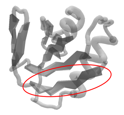 Parabacteroides Distasonis Twisted Sheet