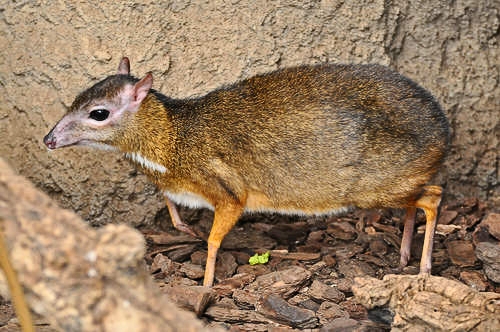 Java cheap mouse deer