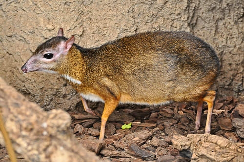 java mouse deer size