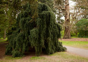 Krynoid bush Kew