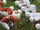 2006 Texas Longhorns football team