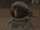 FAM 410 73.18 Dev at Korolev crater.png