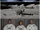 Moon race collage.png